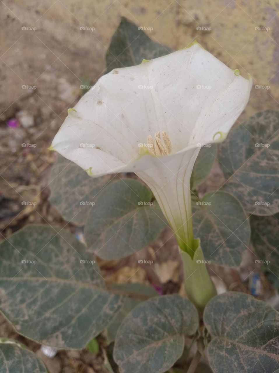 the Datura Flower white in colour looks very beautiful generally found everywhere fresh seasonal very poisonous species
