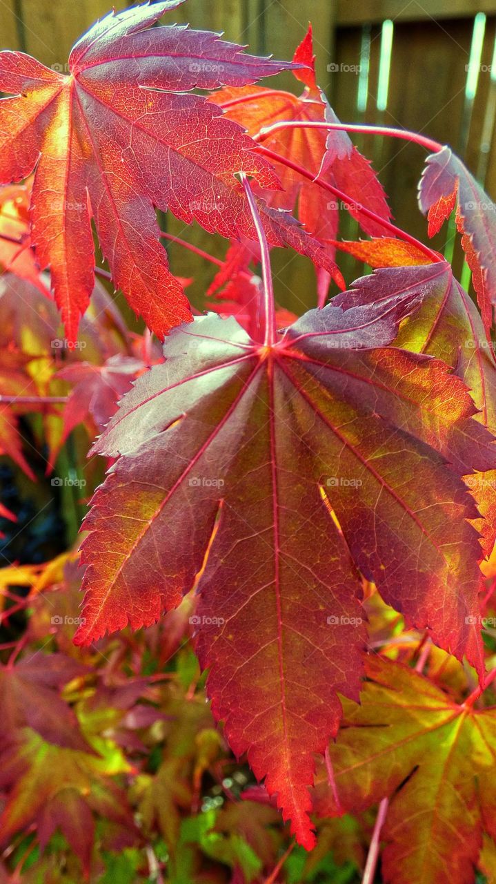 Acer leaf