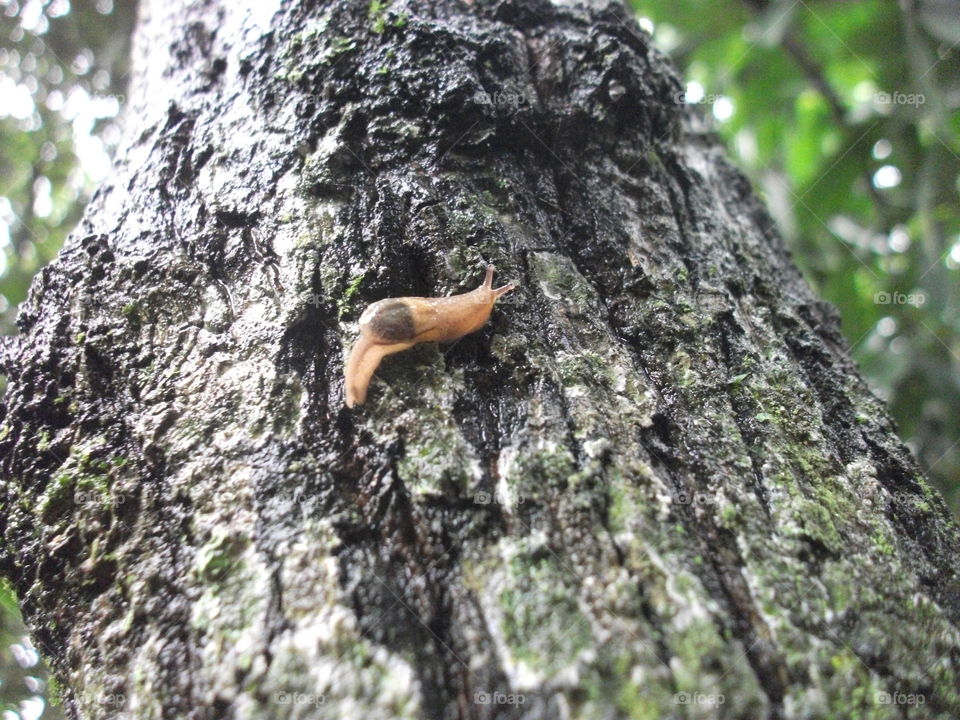 Snail on tree trunk