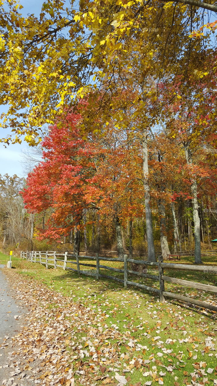 Fall, Leaf, Season, Nature, Tree