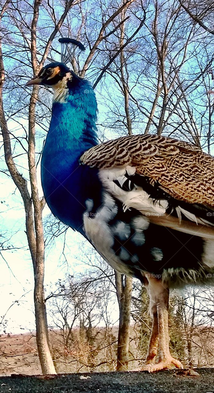 peacock standing on a roof