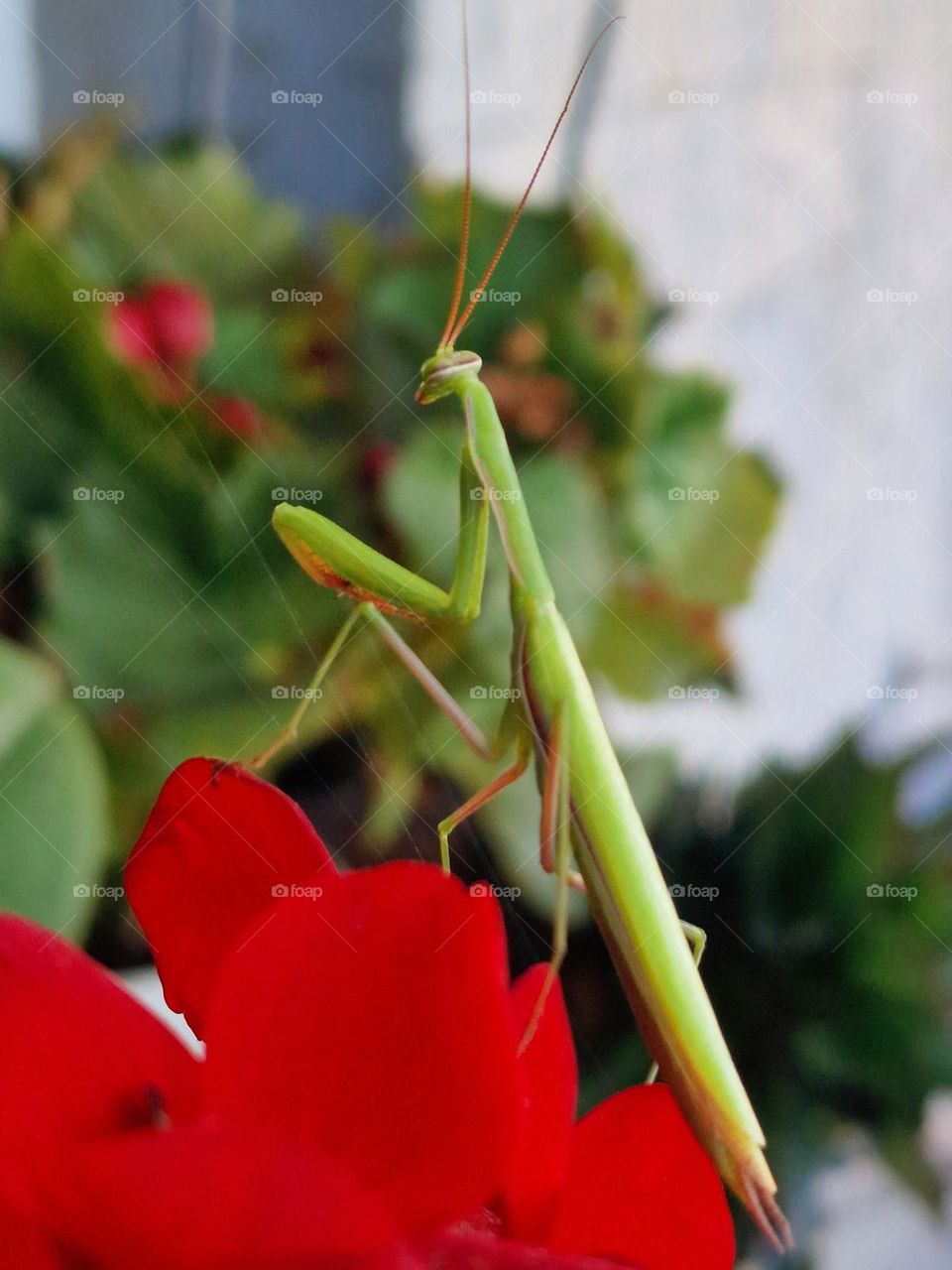 Nature in Complementary Colors