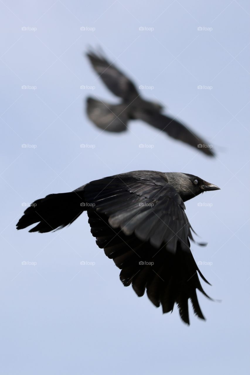 jackdaw
