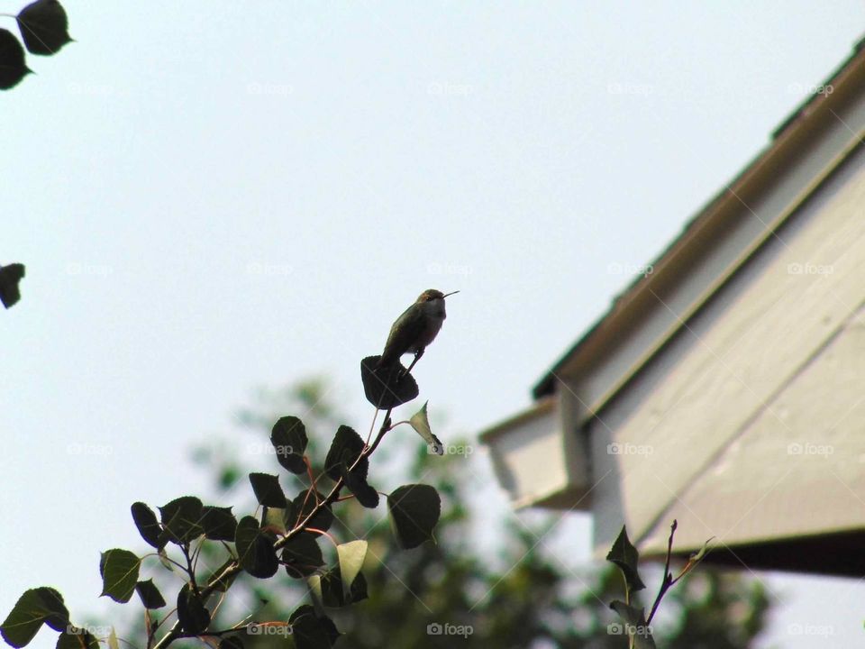 Tiny hummingbird 