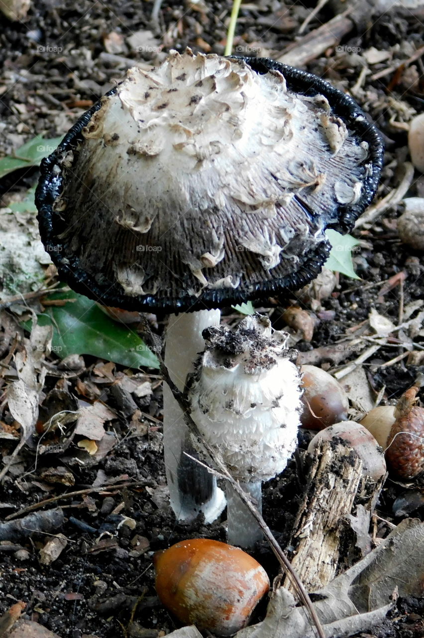 Mushroom