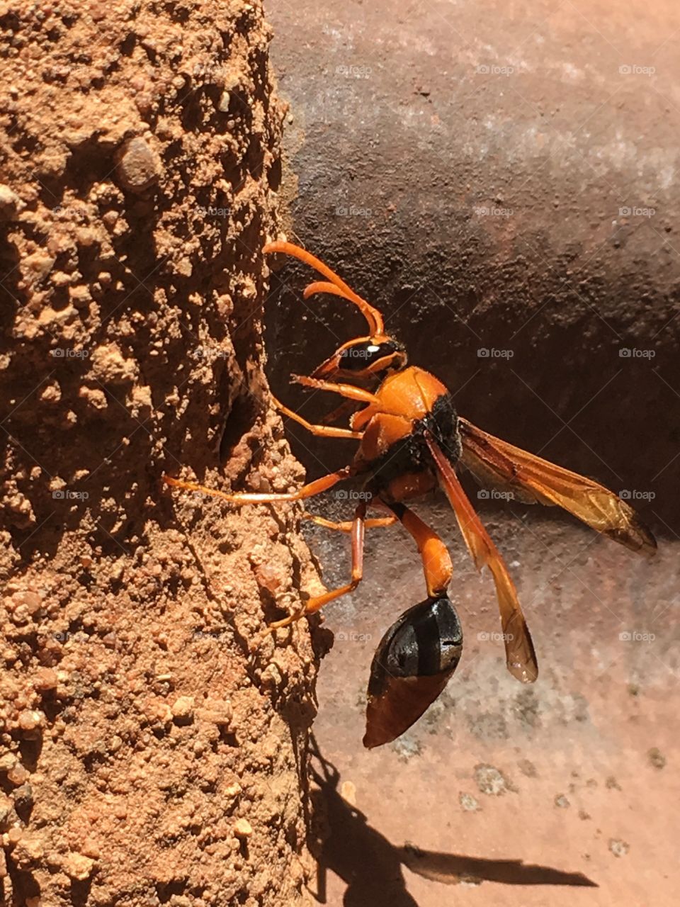 Closeup view dauber wasp at mud nest feeding pupae