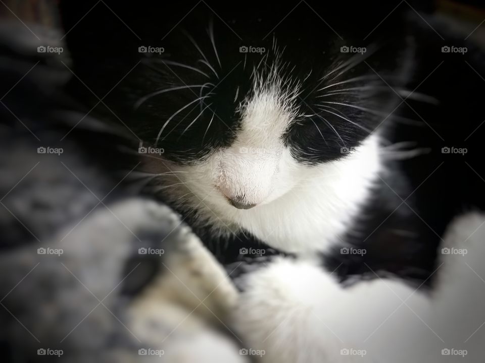 Black and White Kitten Closeup