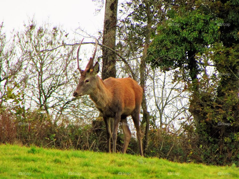 A red deer surveys the scene. It saw me, but instead of leading his herd away they just watched for a few minutes and then trusted me enough to get on with their normal thing.