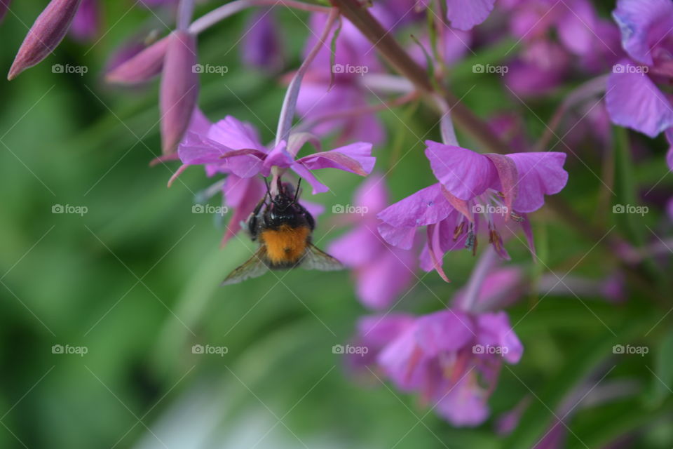 Nature, No Person, Flower, Leaf, Flora