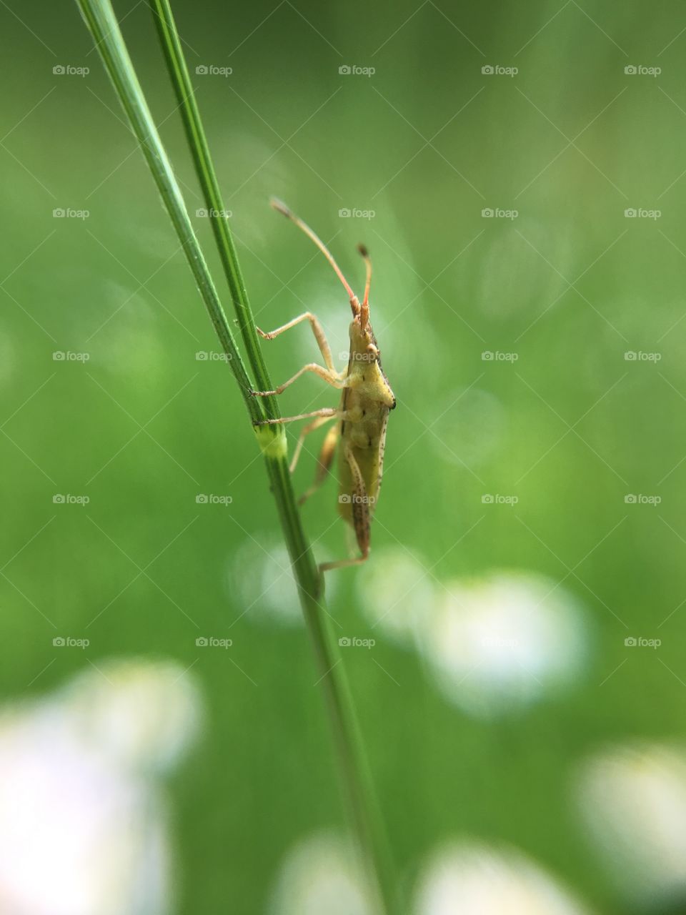 Tiny bug on blade of grass