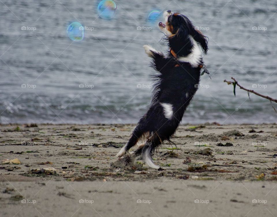 Dog catching bubbles