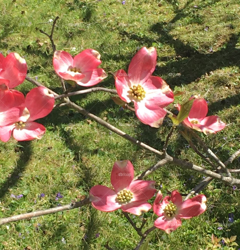 Dogwoods in springtime