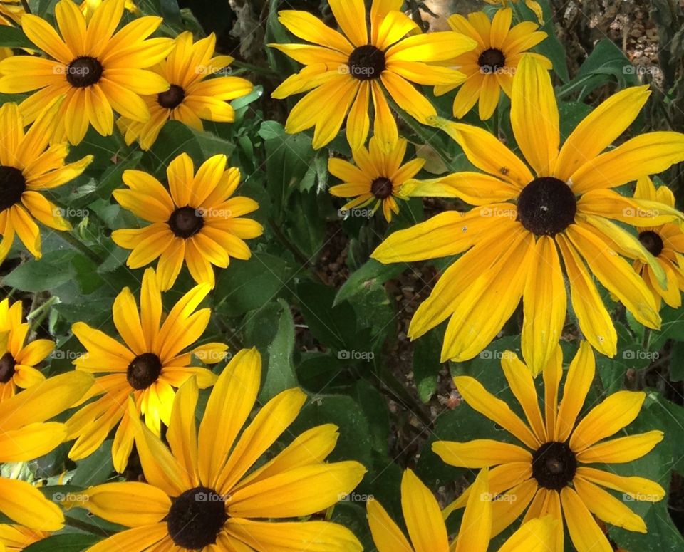 Daisy patch. Yellow flowers 
