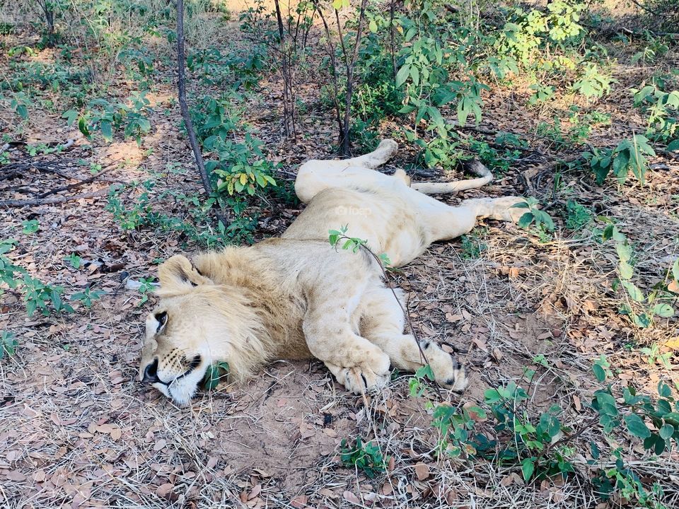 Chilling with the King of the Jungle 