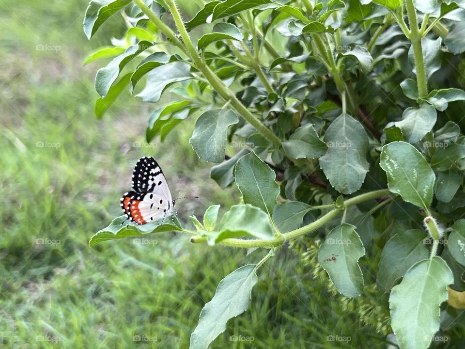 Colour amidst greenery 