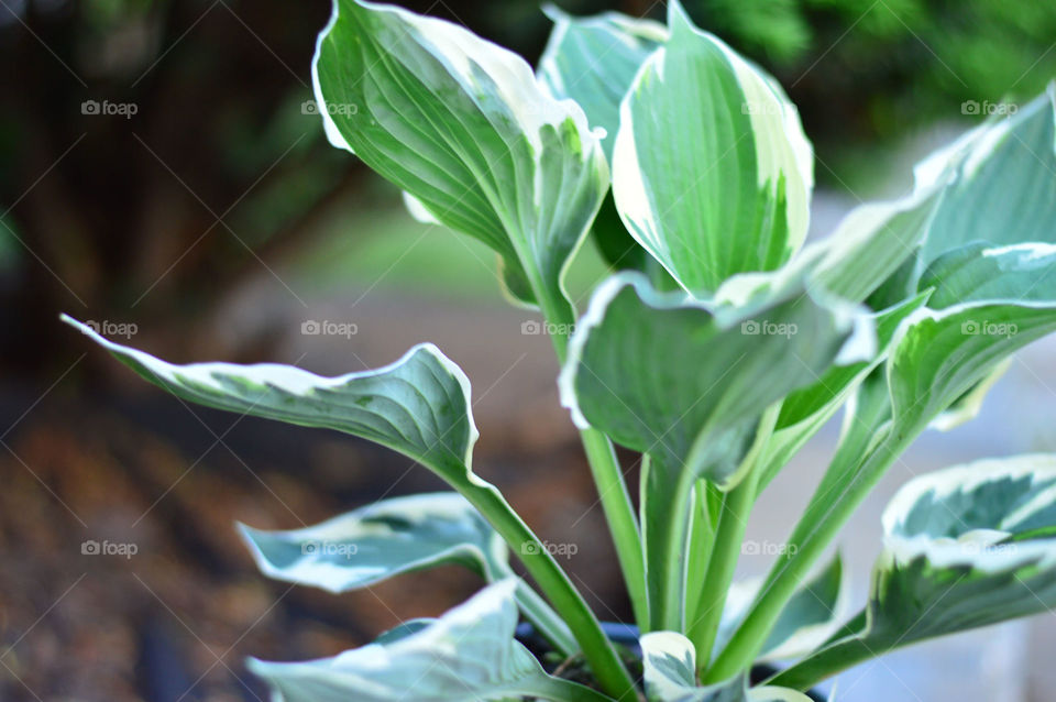 Hosta Minuteman landscape perennial