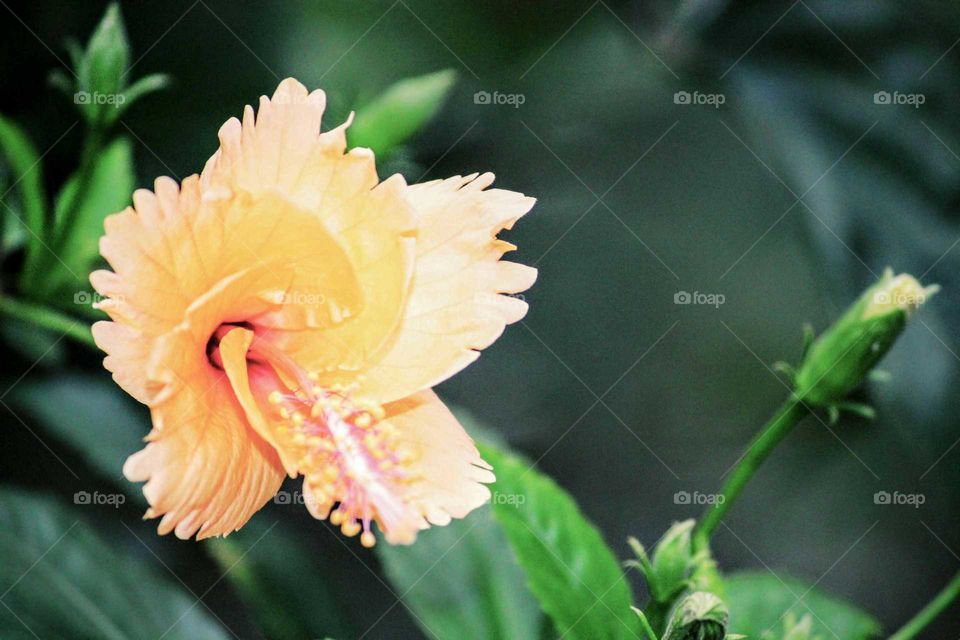 flower in nature