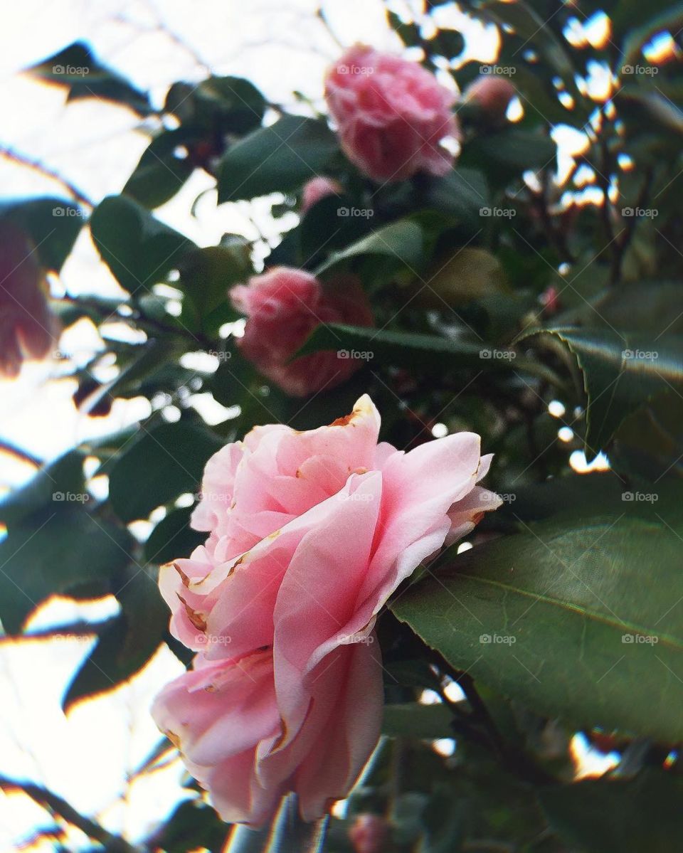 Flowers are the Earths many forms of art