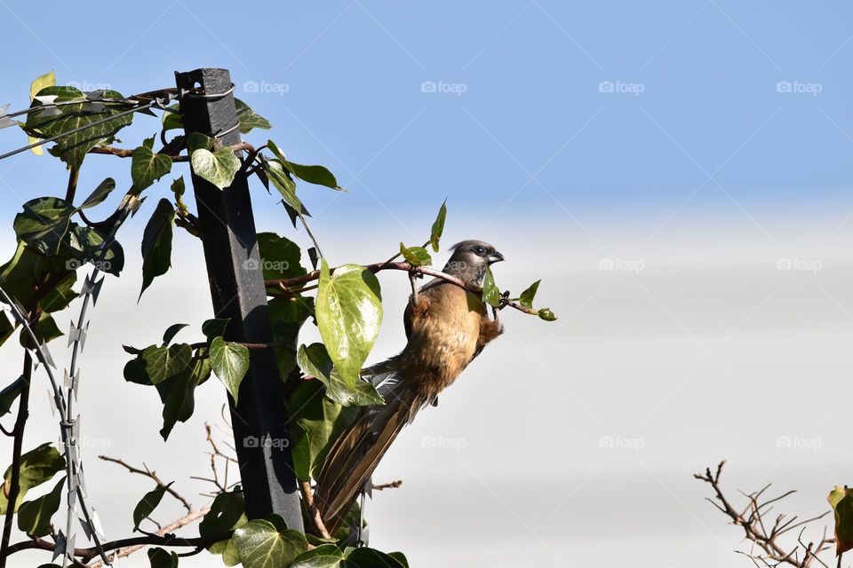 African Mousebird 