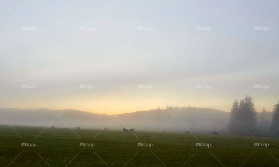 cows in field at sunrise