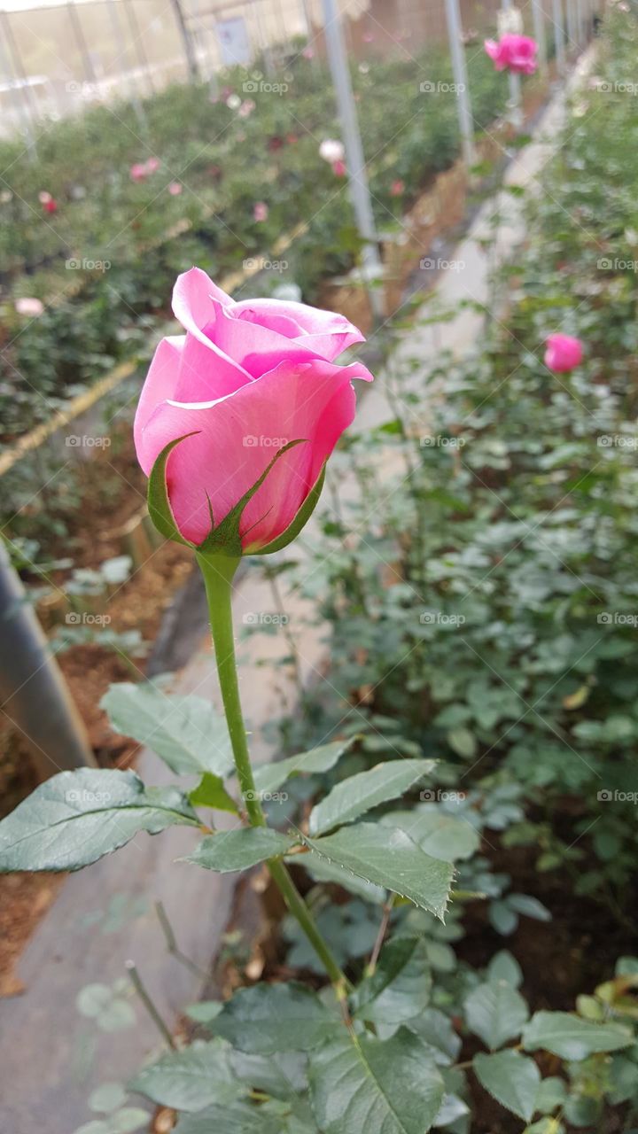 multicolored rose