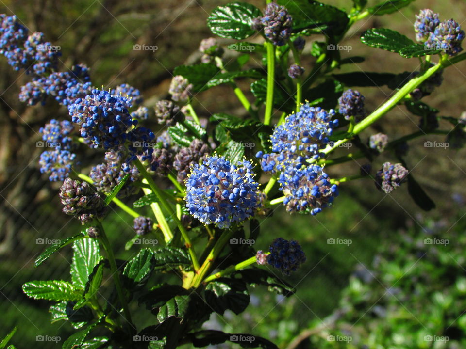 blue purple and green