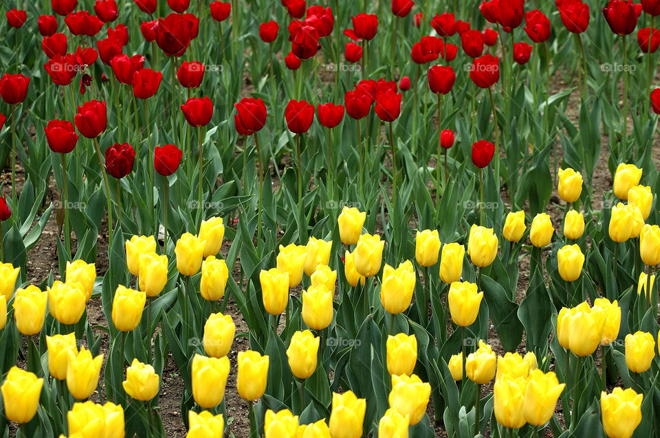 yellow red grass tulips by delvec