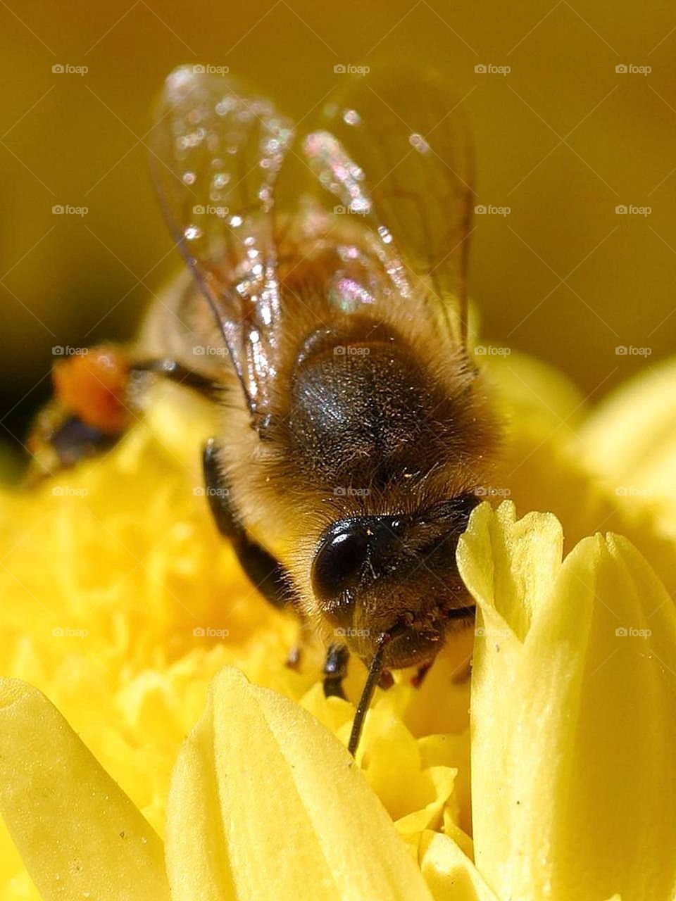 picture of a 🐝 bee