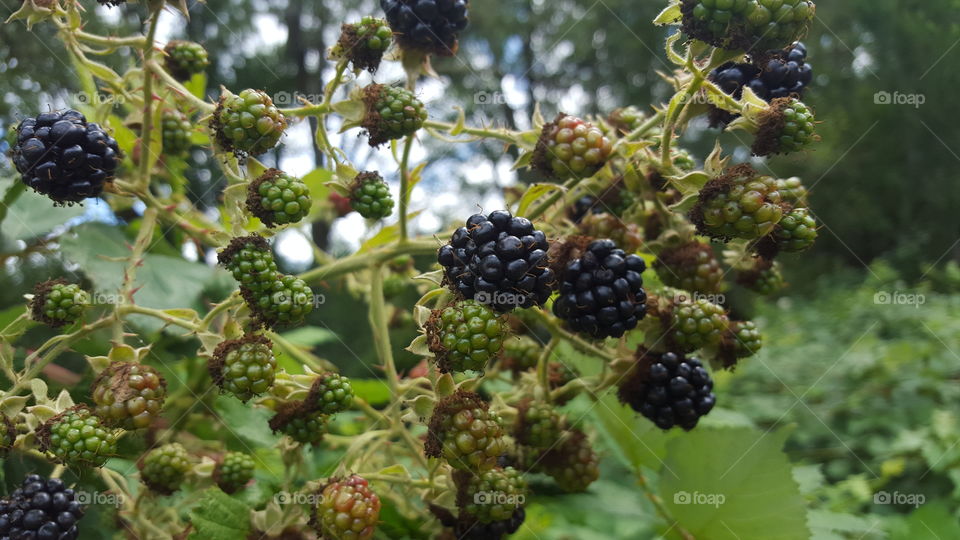 blackberry bush