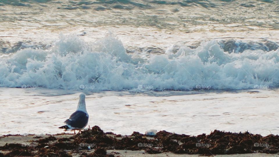 Seagull Looking Out At The Breaking Waves
