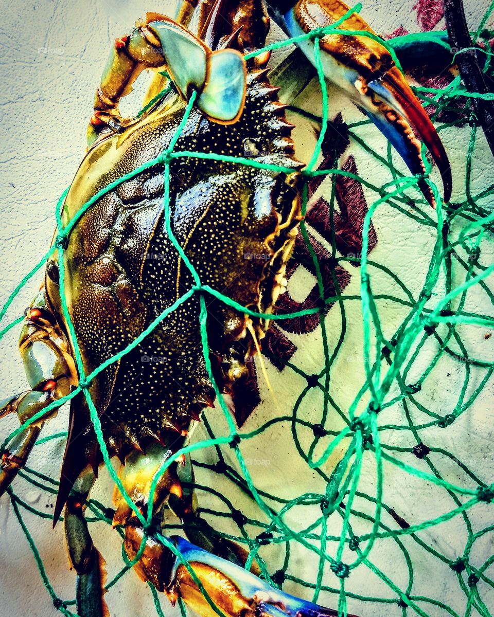 blue crab, crab net, crabbing, crab