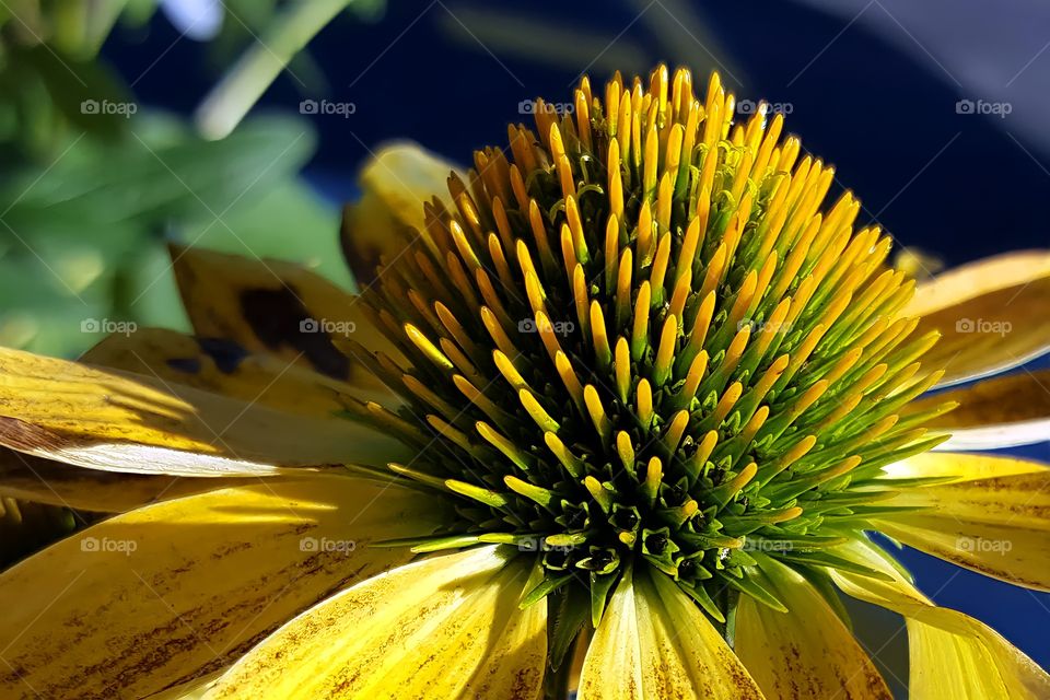 Yellow Coneflower Stamen.

Close-up shot of yellow coneflower stamen.