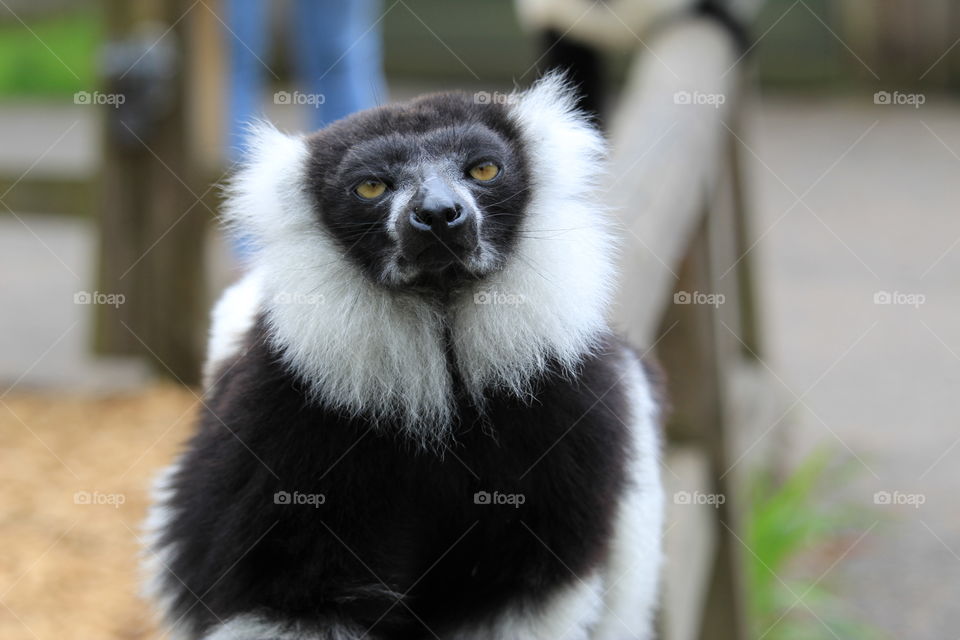 Black and white ruffed lemur