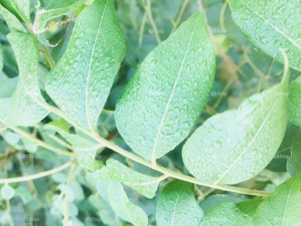 Curry leaves