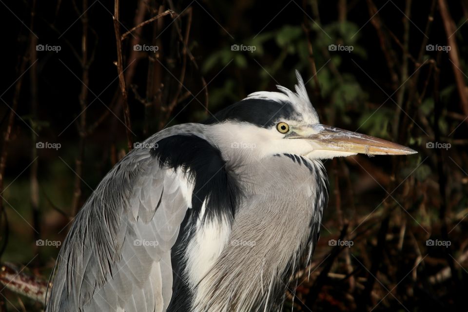 Gray heron