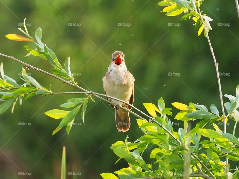 Reed warbler 