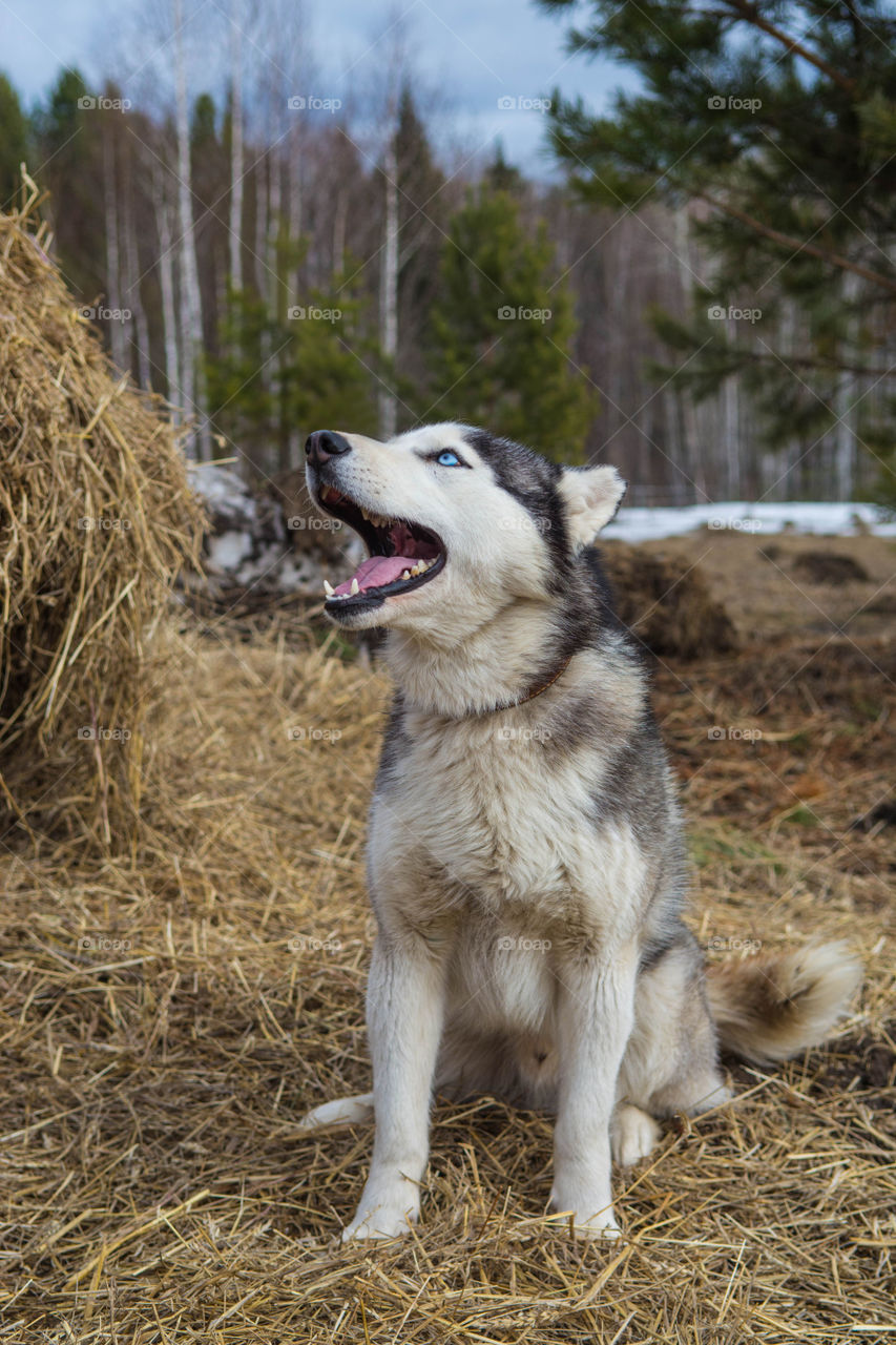 Husky barking