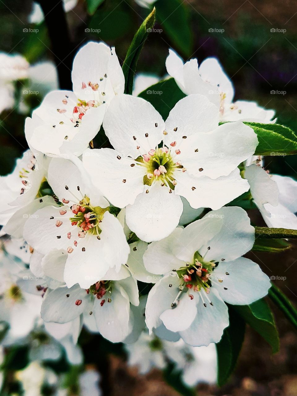 white flowers