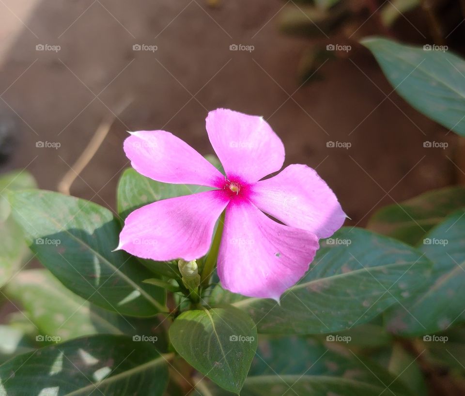 Catharanthus roseus
Bright Eyes
Old Maid
pink striking flower