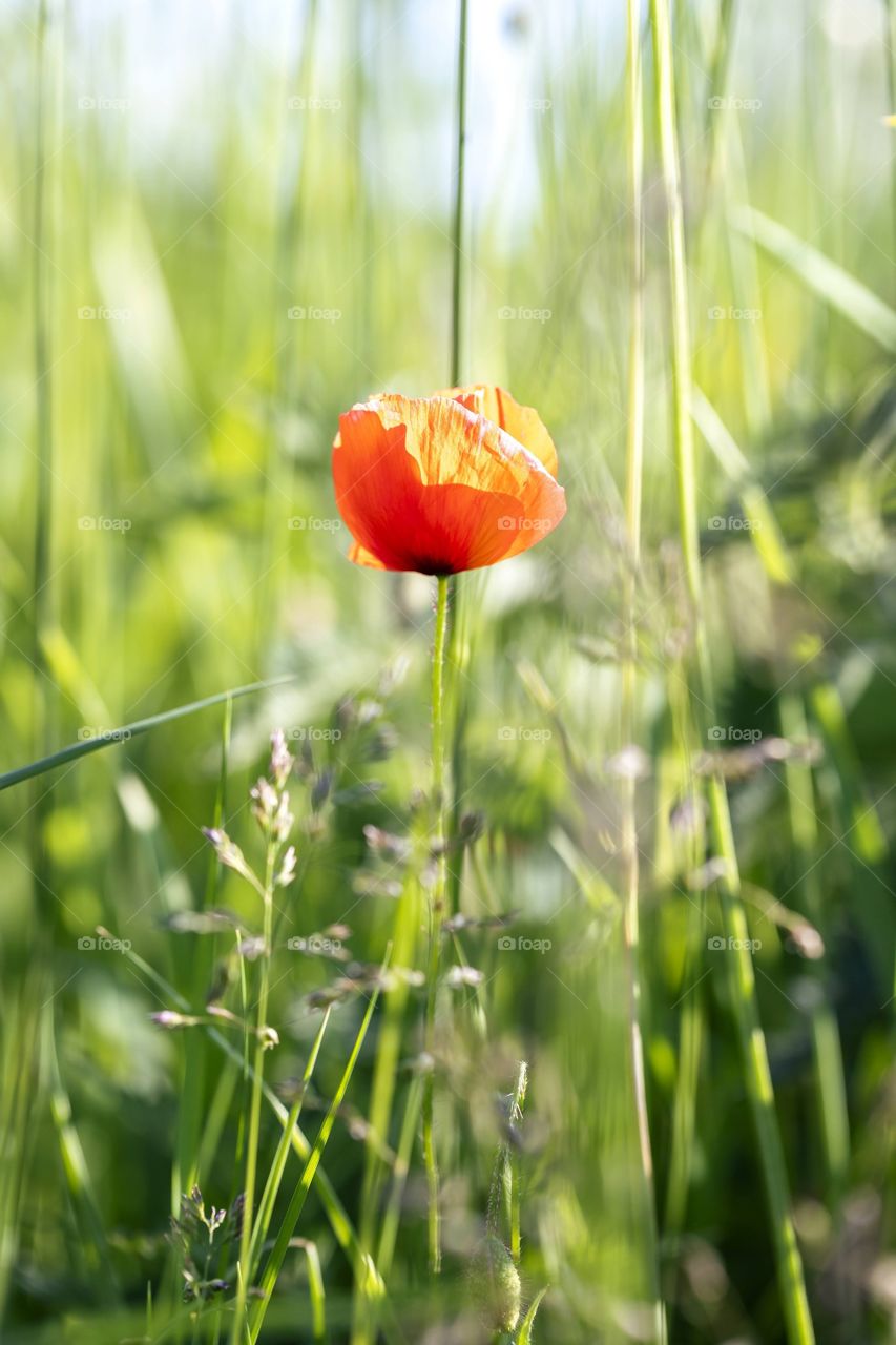 a portrait of a red poppy in front of green grass