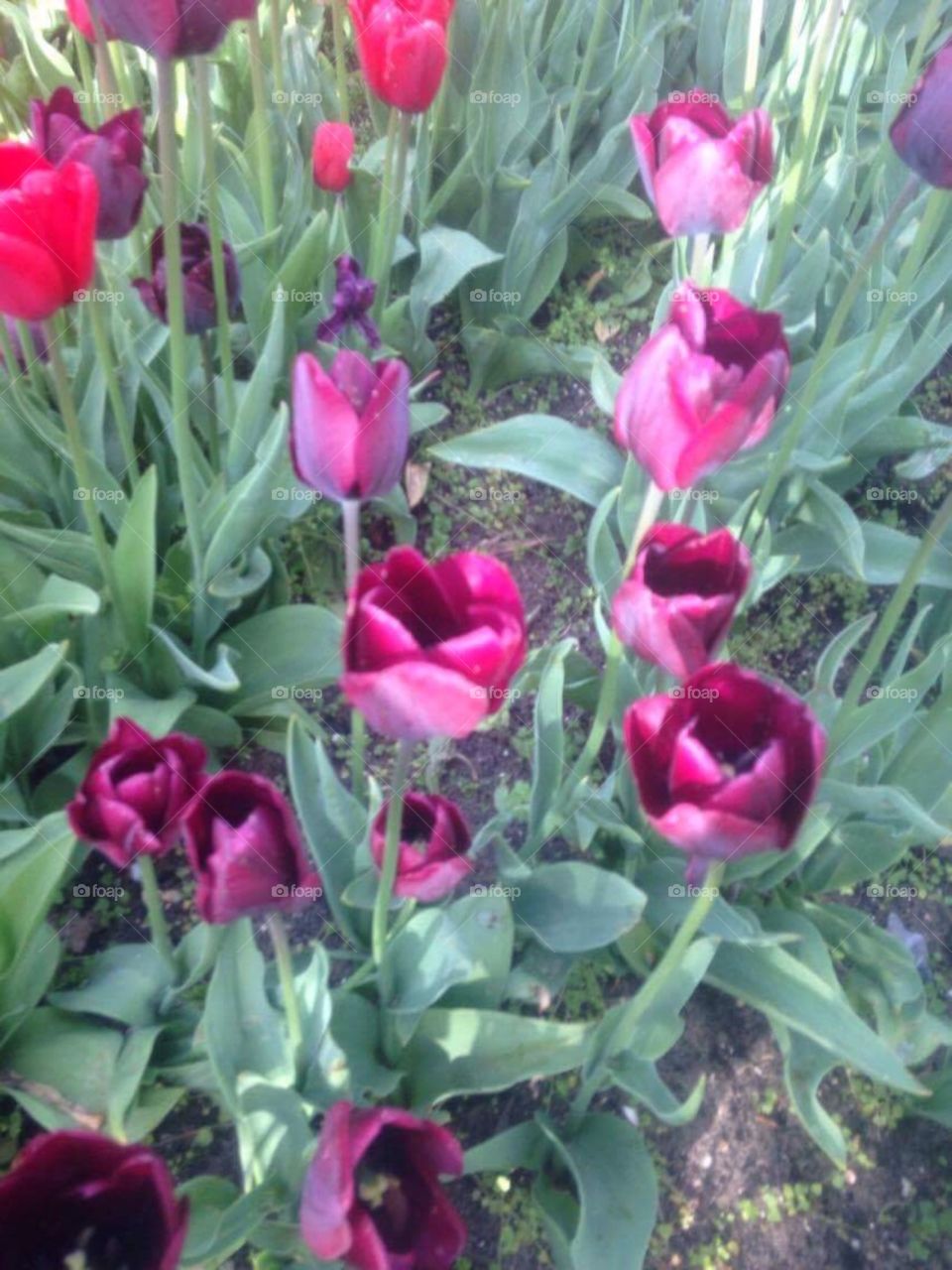Tulips 🌷 
