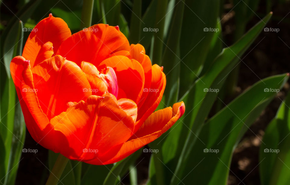 Red tulip