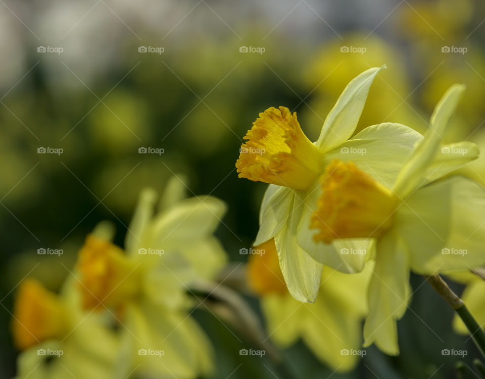 Pretty yellow with orange cup daffodils in spring