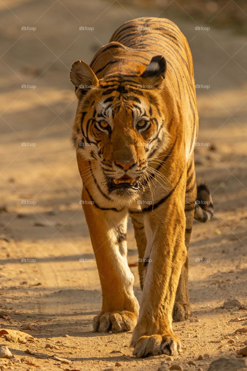 Brown tiger walking on brown sand