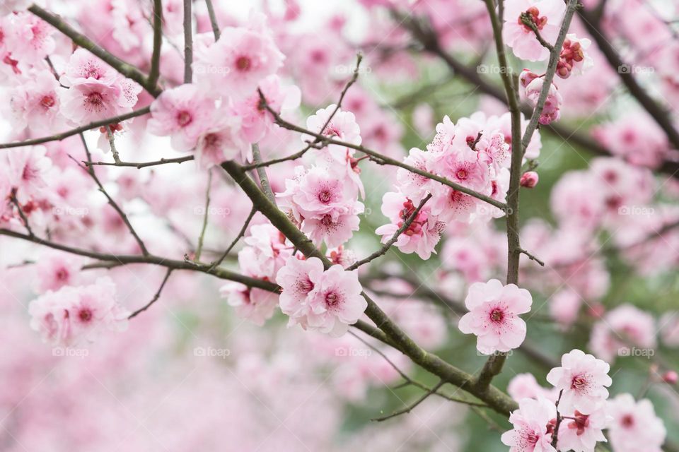 Blooming sakura tree