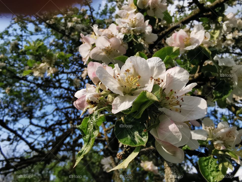 Apple tree in springtime