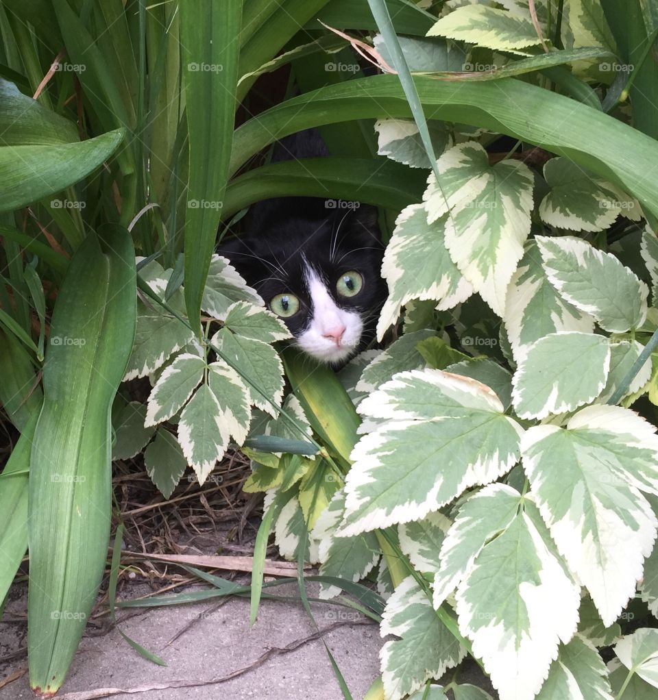 Cute kitten trying to hide