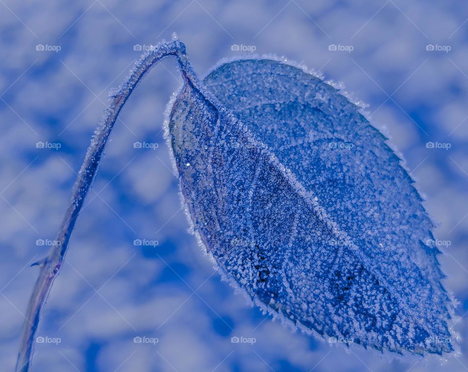 Macro in blue monochrome