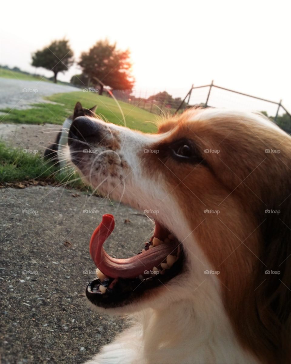 Big Yawn