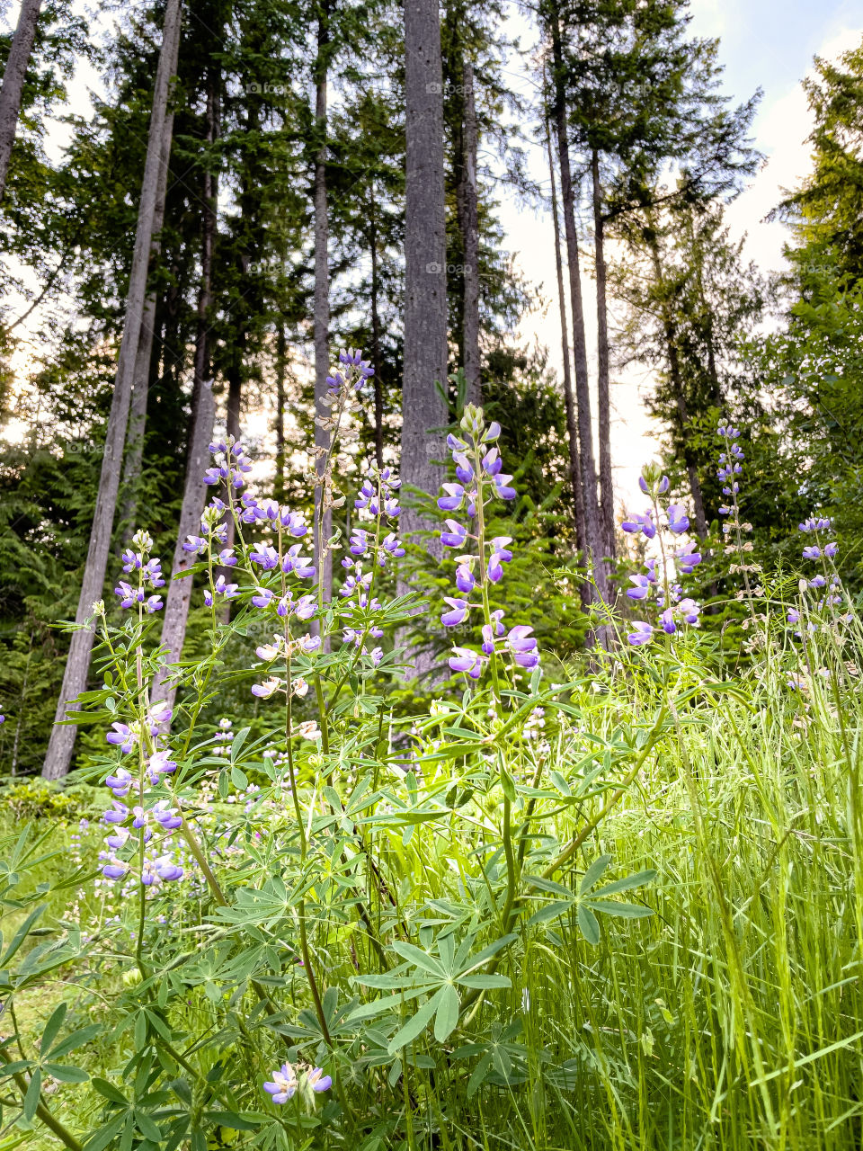 Purple flowers in the PNW forest 